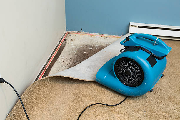 Best Mold removal after water damage  in Shady Side, MD
